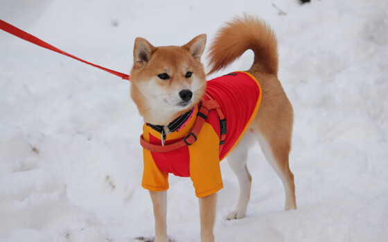 兰斯“铁血防线”送出零封,兰斯红线之女