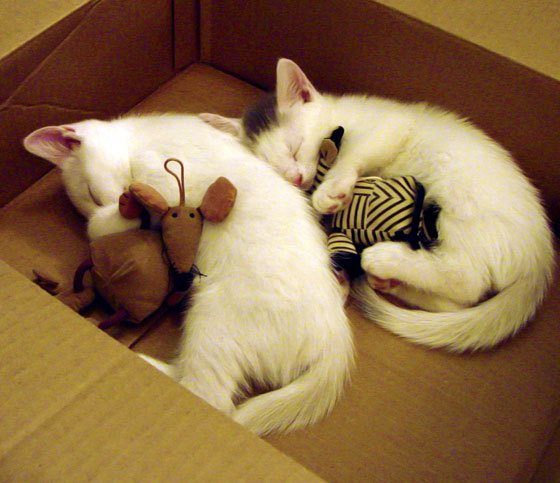 夺冠热门:当前最有可能捧起总冠军的队伍分析,夺冠队员名单