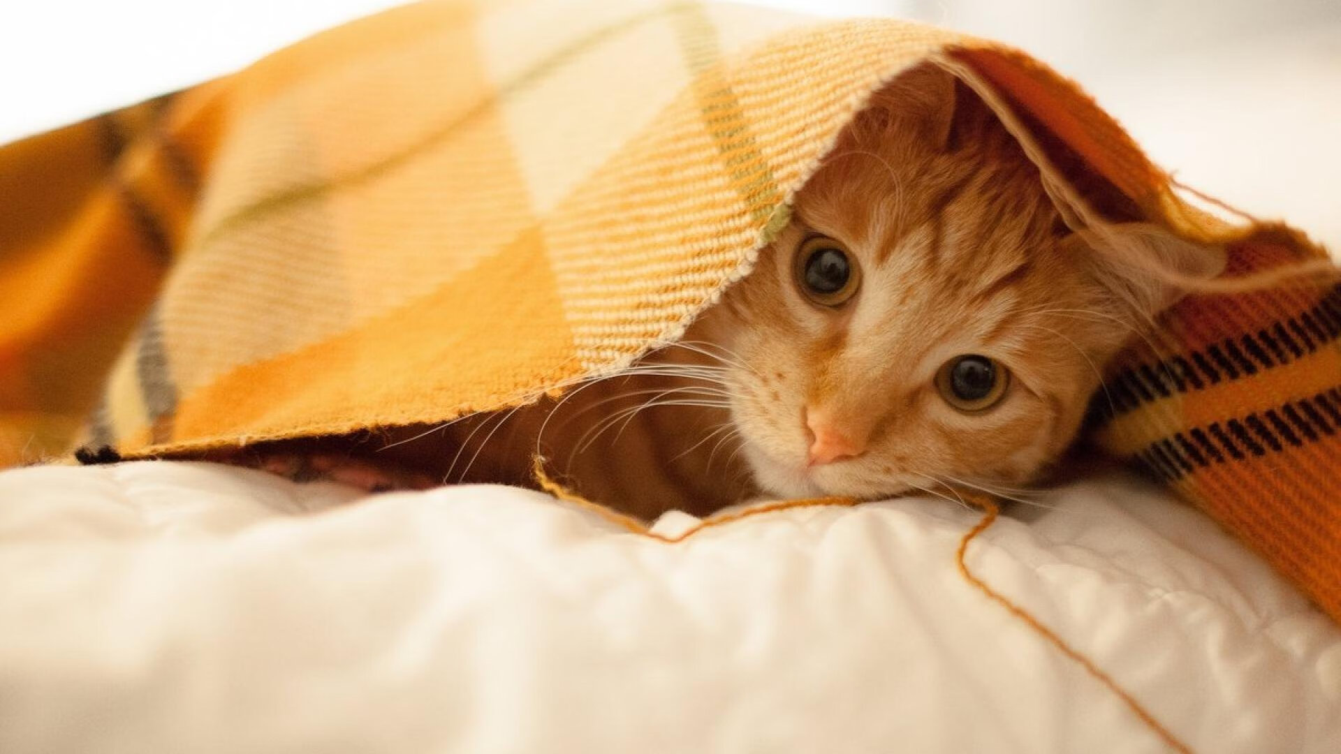 奥尔莫在欧洲杯中获得银靴奖,奥尔莫集锦