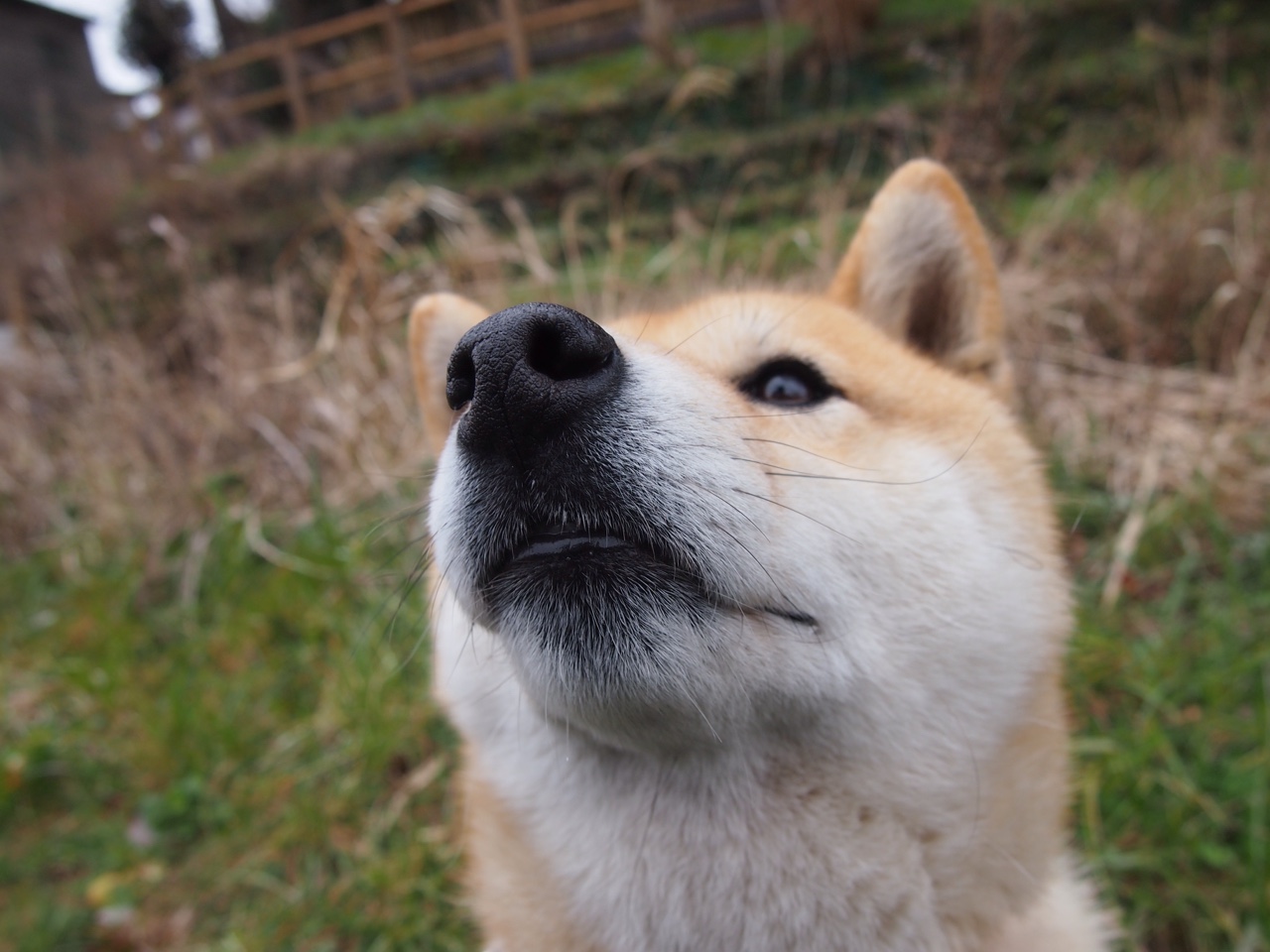 德甲:多特3-4战平门兴,双方都献出精彩比赛,多特德甲两连冠