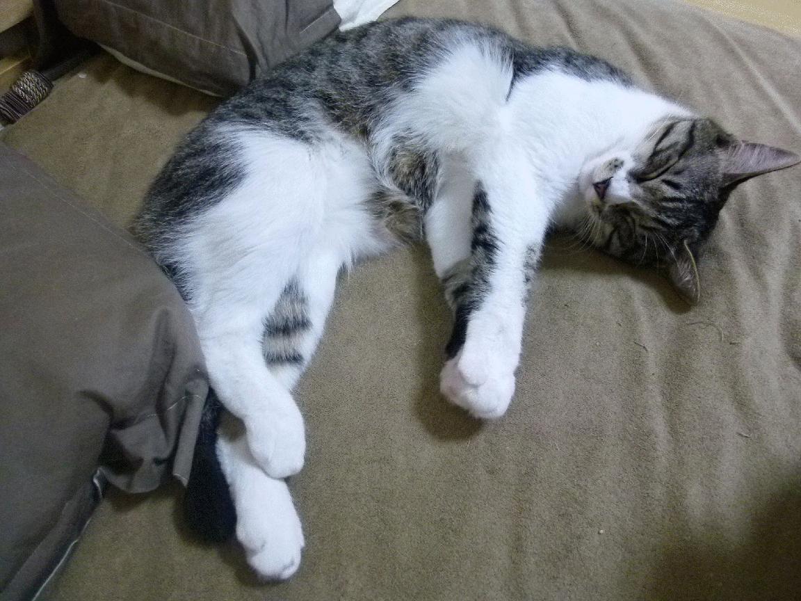 意大利柔道选手在女子比赛中获得银牌,柔道里约奥运会