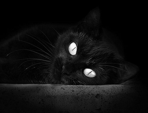 篮网新援融入迅速表现抢眼，篮网新签