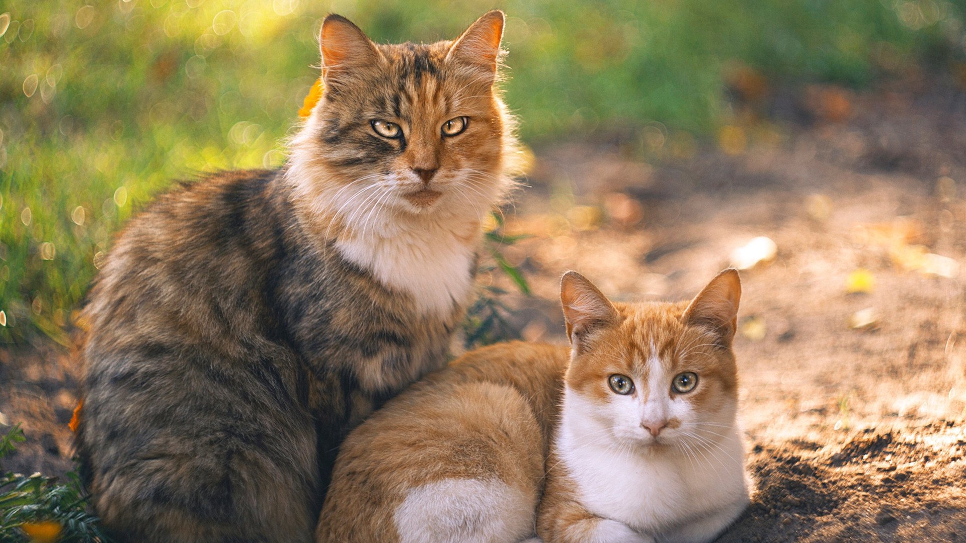 美国骑手艾丽西亚·伯杰和凯特·福夸在巴黎青少年马术比赛中表现出色，获得多项荣誉。