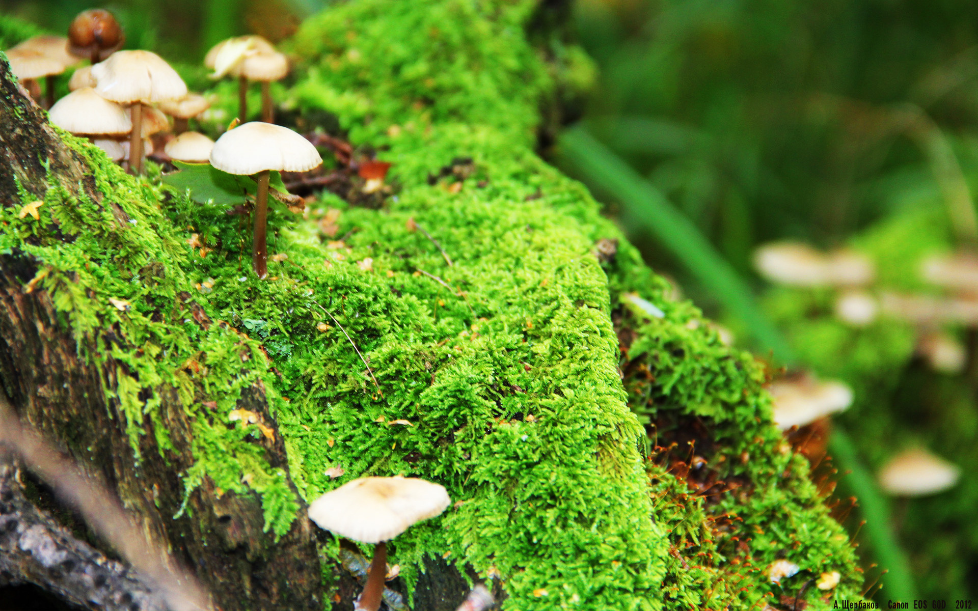 足球场馆智慧化改造试点项目引领行业新标准,足球场馆运营与管理