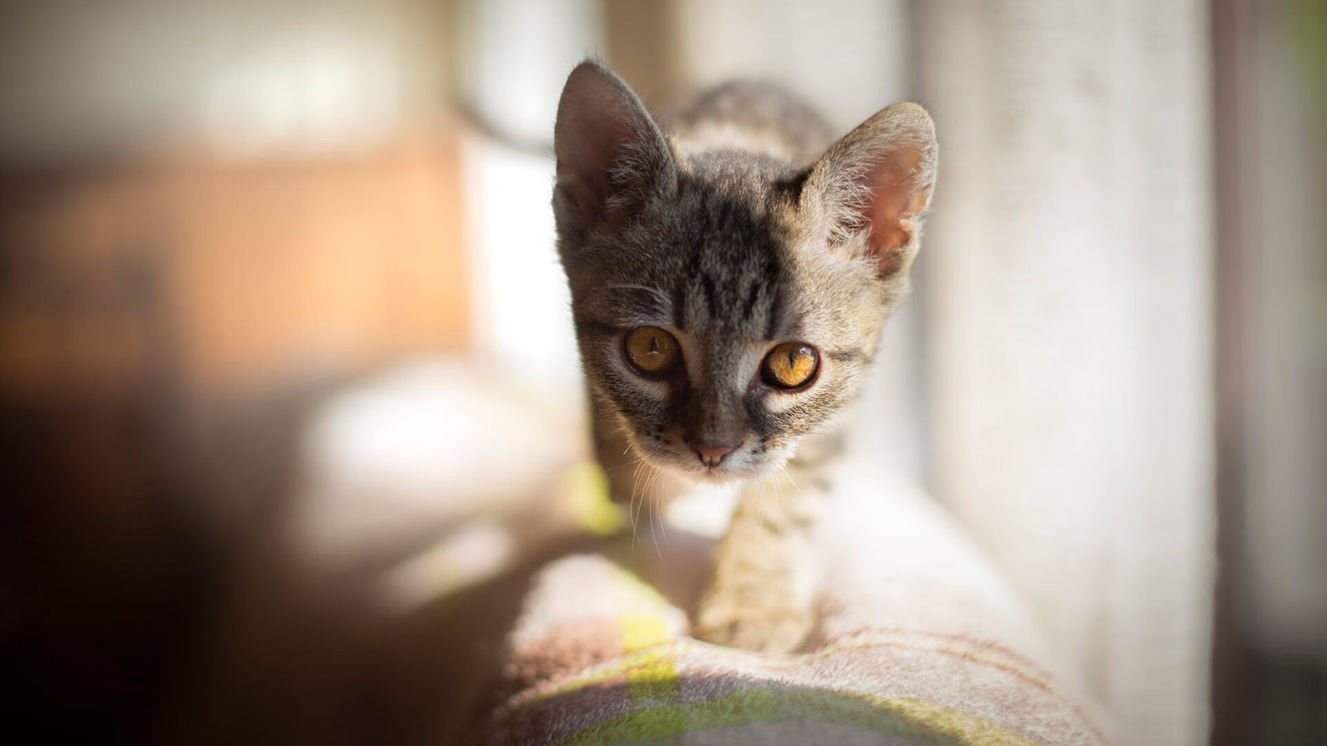 高空空中飞人秀,极速飞跃极限挑战极致视觉体验,空中飞人项目视频