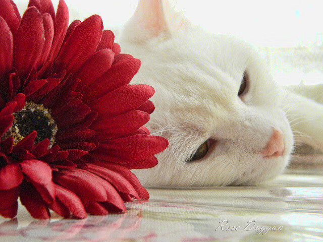 LCS教练组大换血,ls 教练