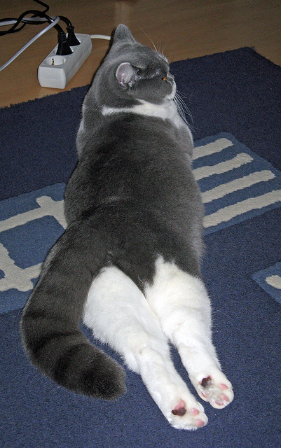 九游登录入口-力挽狂澜，球员个人能力助力球队击败强敌！，球员能力表